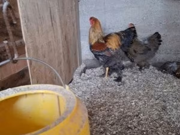 Μπράχμα