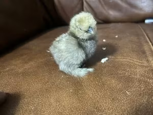 Silkie