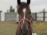 Aygır, Arabian horse — foto 6