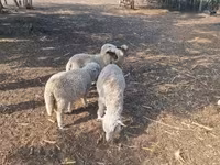 Kambing jantan, Sheep — foto 2