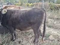 Lembu betina, Cattle — foto 4