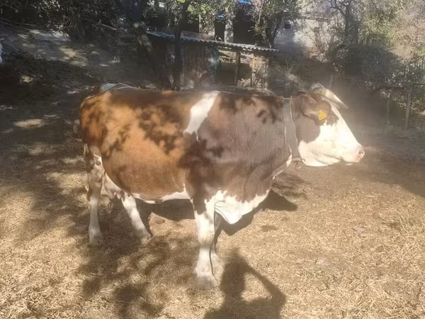 Sigir, Swiss cattle — Qirgʻiziston