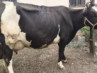 Krava, Russian Black pied cattle — fotografija 6