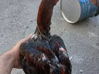 Chickens — عکس 1
