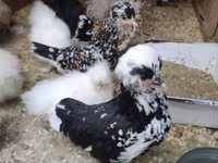 Chickens — الصورة 6