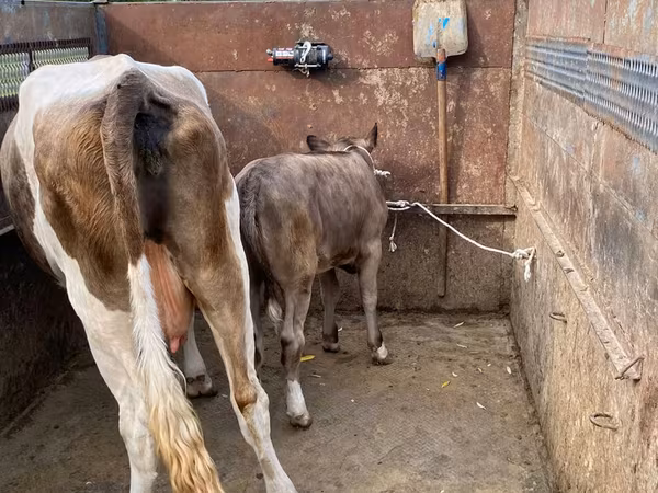Buqa, Simmental cattle