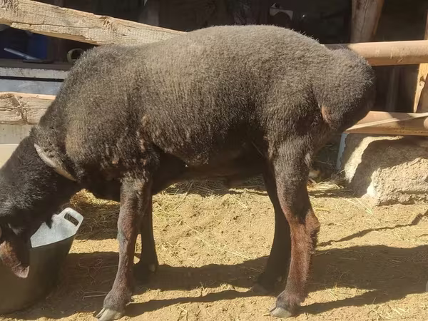 Wad, Blackheaded Persian sheep