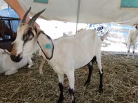 Ziege, Saanen goat — Foto 4