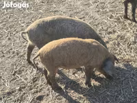 Kanec, Мангалица — foto 6