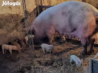 Babi betina, Pigs — foto 2