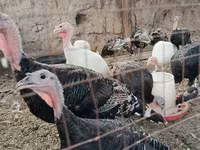 Turkeys — عکس 2