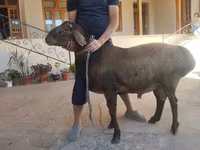 Beran, Hissar sheep — foto 3