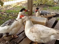 Hausente — Foto 1