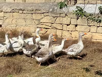 Geese — photo 3