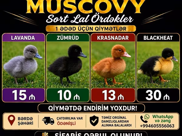 Hausente