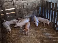 خوک (گروه، جنسیت مشخص نشده), خوک — عکس 3