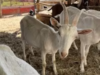 Kozioł, Saanen goat — zdjęcie 1