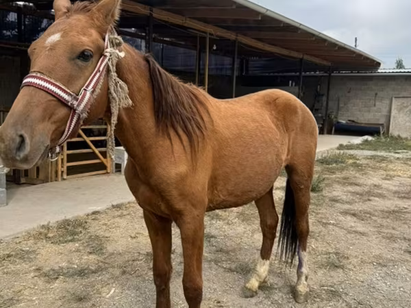 Hingst, Heste