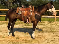 Mare, American paint horse — photo 4