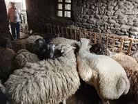 بھیڑ, بھیڑیں — تصویر 3