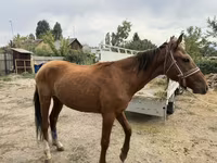 Hingst, Heste — foto 3