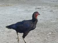 Chickens — foto 2