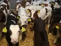 Skot (série, pohlaví neuvedeno), Simmental cattle — foto 7