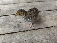 Quails — 6 зураг