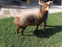 Bélier, Arashan sheep — photo 1