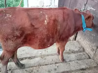 Lembu betina, Cattle — foto 2
