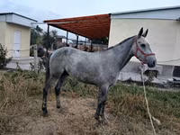Hingst, Thoroughbred horse — foto 5