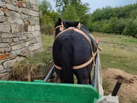 Kobyła, Konie — zdjęcie 2