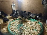 Chickens — foto 2