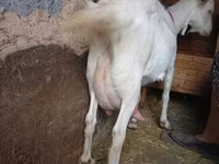 बकरी, Saanen goat — फ़ोटो 2