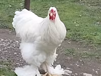 Chickens — عکس 3