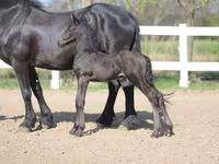 Hengst, Friesian — foto 5