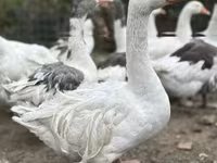 Geese — photo 2
