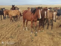 ፈረስ, Horses — ፎቶ 2