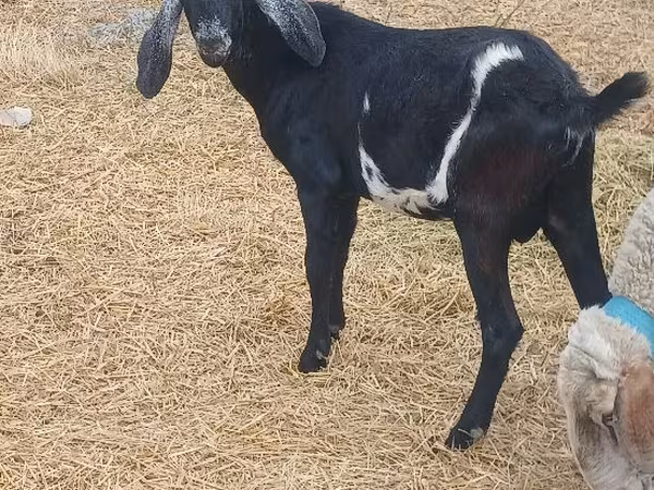 Billy Goat, Goats — Moldova