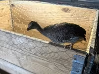 Guinea fowl — تصویر 1