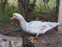 مسکوی خانگی — عکس 2