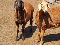 በግ, Arashan sheep — ፎቶ 6