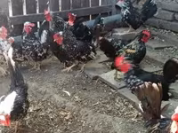 Chickens — รูปภาพ 2