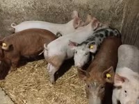 Scroafă, Porci — foto 3