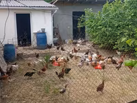 Chickens — عکس 5