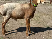 Vædder, Arashan sheep — foto 5