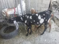 Kozel, Beetal goats — foto 8