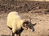 Montone, Pecore — foto 2