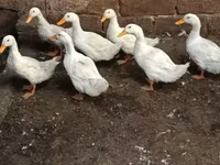 آمریکن پکین — عکس 3