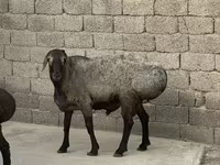 Ram, Sheep — photo 2